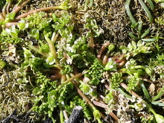 Limnanthes macounii