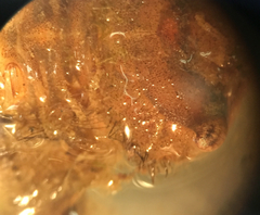 Cordulegaster maculata