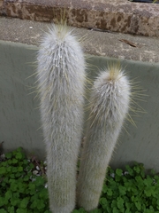 Cleistocactus strausii