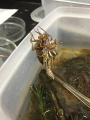 Cordulegaster maculata