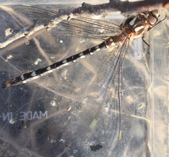 Cordulegaster maculata