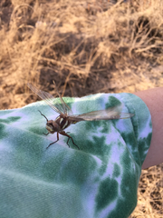 Cordulegaster maculata