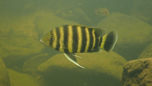 Zebra tilapia (Heterotilapia buttikoferi) — Cichlidae — 5