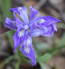 Iris douglasiana