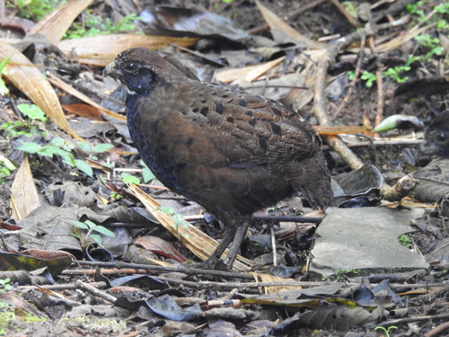Odontophorus leucolaemus