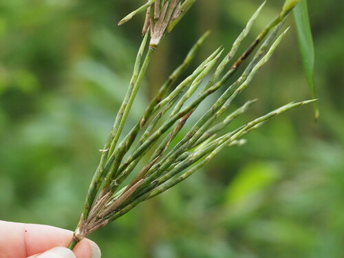 Phyllostachys nigra iNat (2)