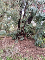 Eucalyptus sideroxylon