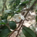 Camellia transnokoensis - Photo (c) 呂一起(Lu i-chi), alguns direitos reservados (CC BY), uploaded by 呂一起(Lu i-chi)