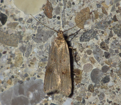 Acompsia maculosella