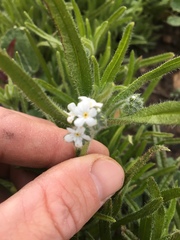 Cryptantha muricata