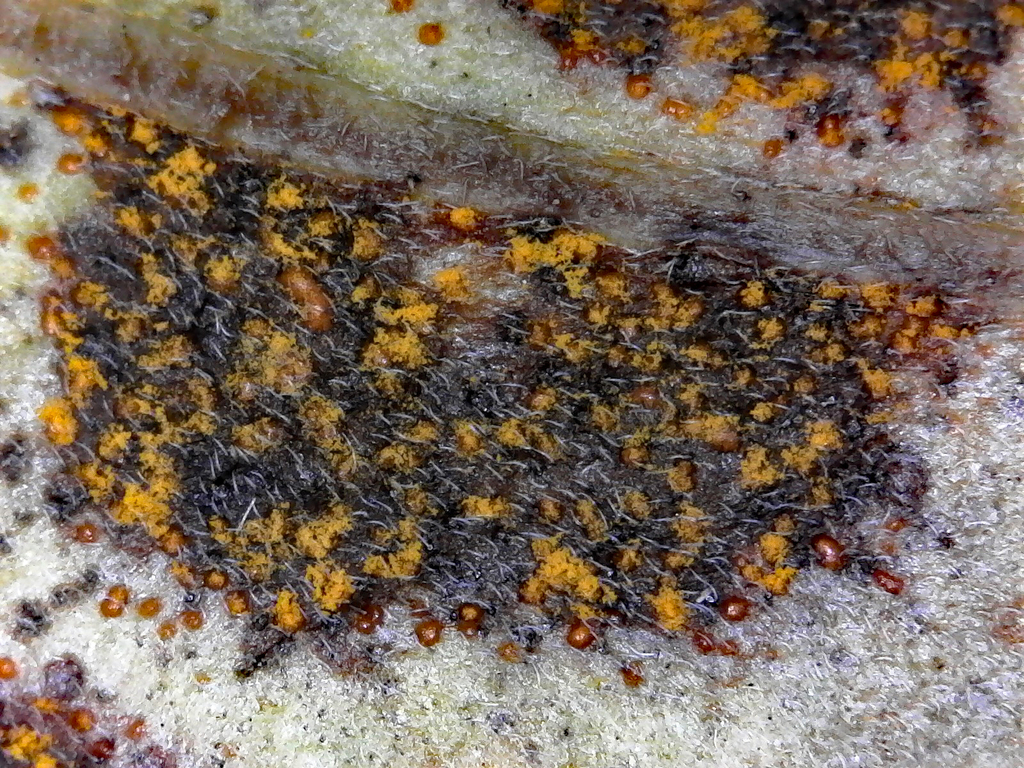 Pucciniastrum myosotidii