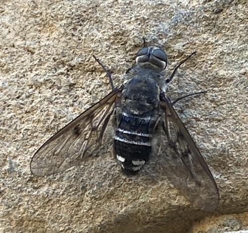 Spogostylum tripunctatum
