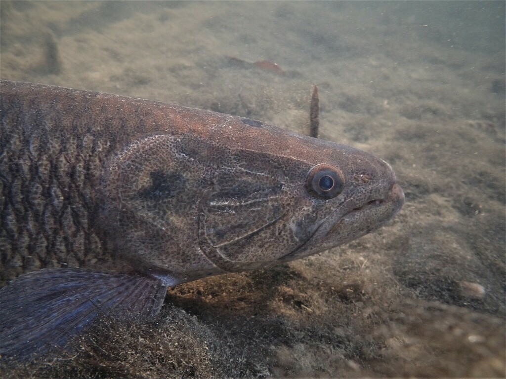 Tiger Characin