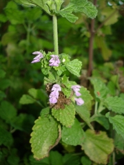 Stachys alpina
