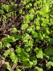 Dichondra occidentalis