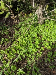 Dichondra occidentalis