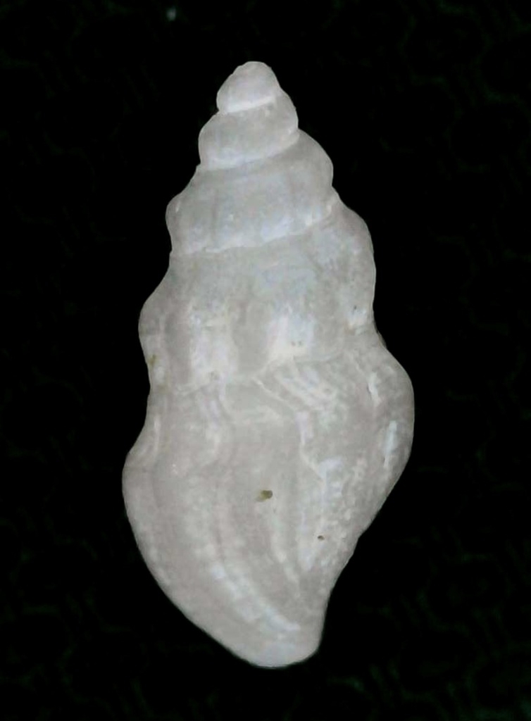 Kurtziella cerina