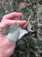 Malacothamnus fasciculatus nuttallii