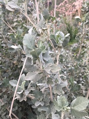 Malacothamnus fasciculatus nuttallii