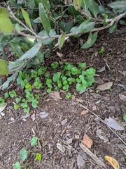 Dichondra occidentalis