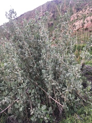 Malacothamnus fasciculatus nuttallii