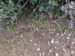 Dichondra occidentalis