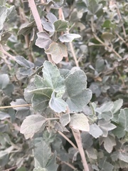 Malacothamnus fasciculatus nuttallii