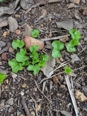 Dichondra occidentalis