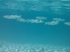 Ellochelon vaigiensis