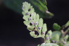 Dryopteris cinnamomea