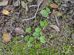 Dichondra occidentalis