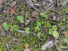 Dichondra occidentalis