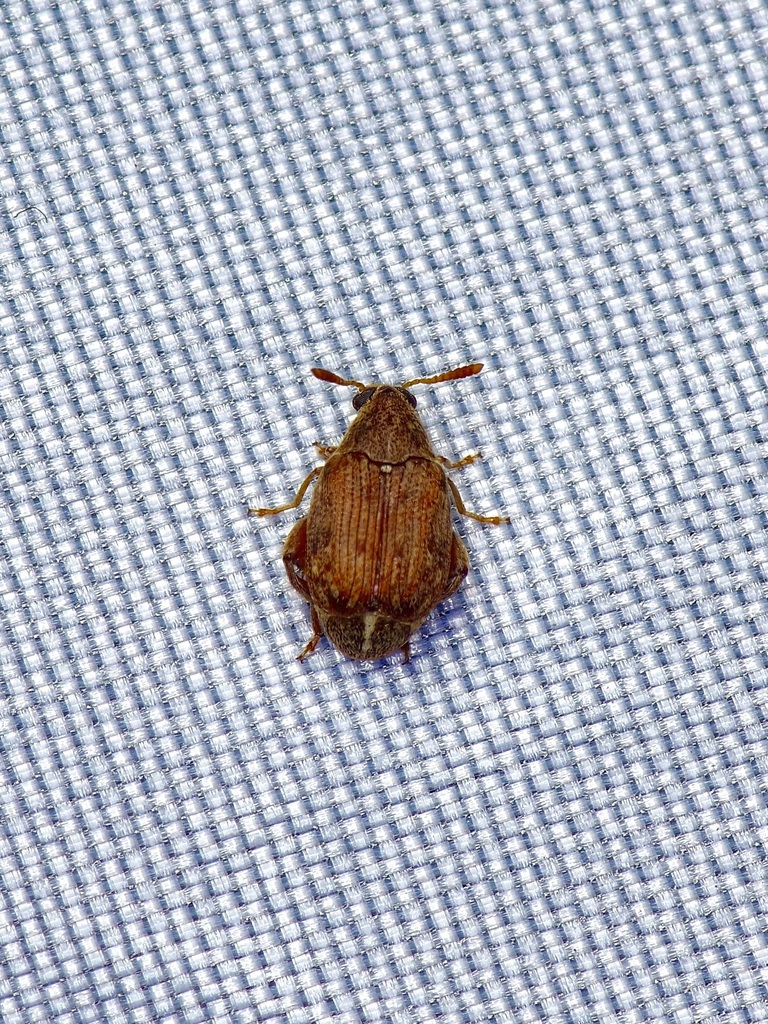 White Dart Bruchid