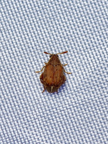 White Dart Bruchid
