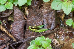 Mastusia quadricarinata