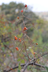 Rhus rubifolia