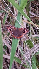 Junonia genoveva hilaris