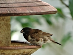 Spermestes cucullata scutata