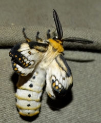 Pseudaphelia apollinaris