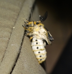 Pseudaphelia apollinaris
