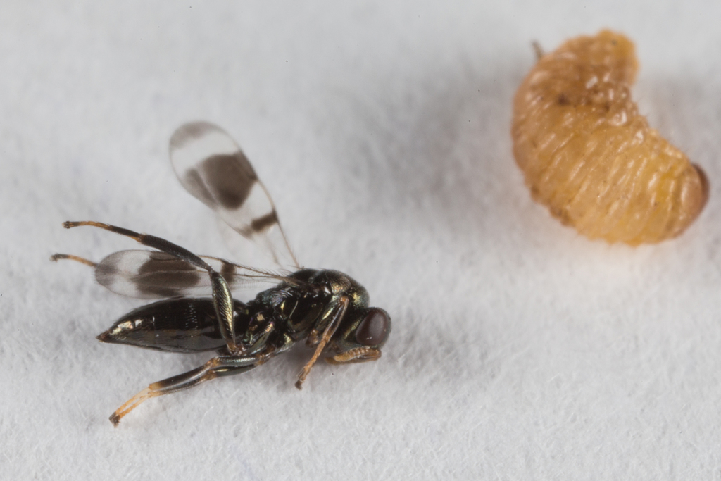 Ormyromorpha