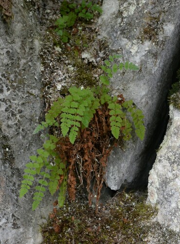 Woodsia andersonii