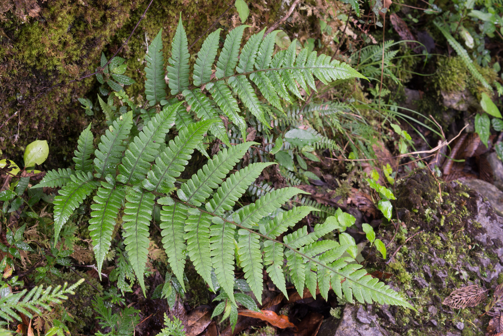 Deparia unifurcata (Deparia unifurcata)