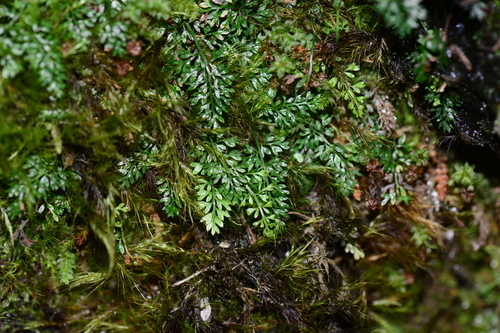 Asplenium capillipes