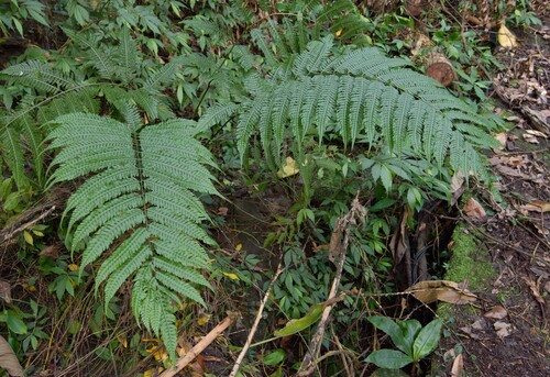 Pteridrys