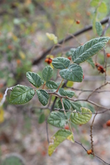 Rhus rubifolia