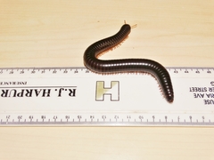 Doratogonus infragilis