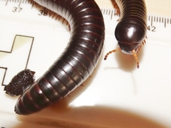 Doratogonus infragilis
