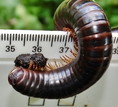 Doratogonus infragilis