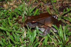 Leptodactylus pentadactylus